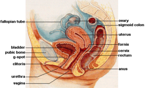 female_reproductive_system_lateral