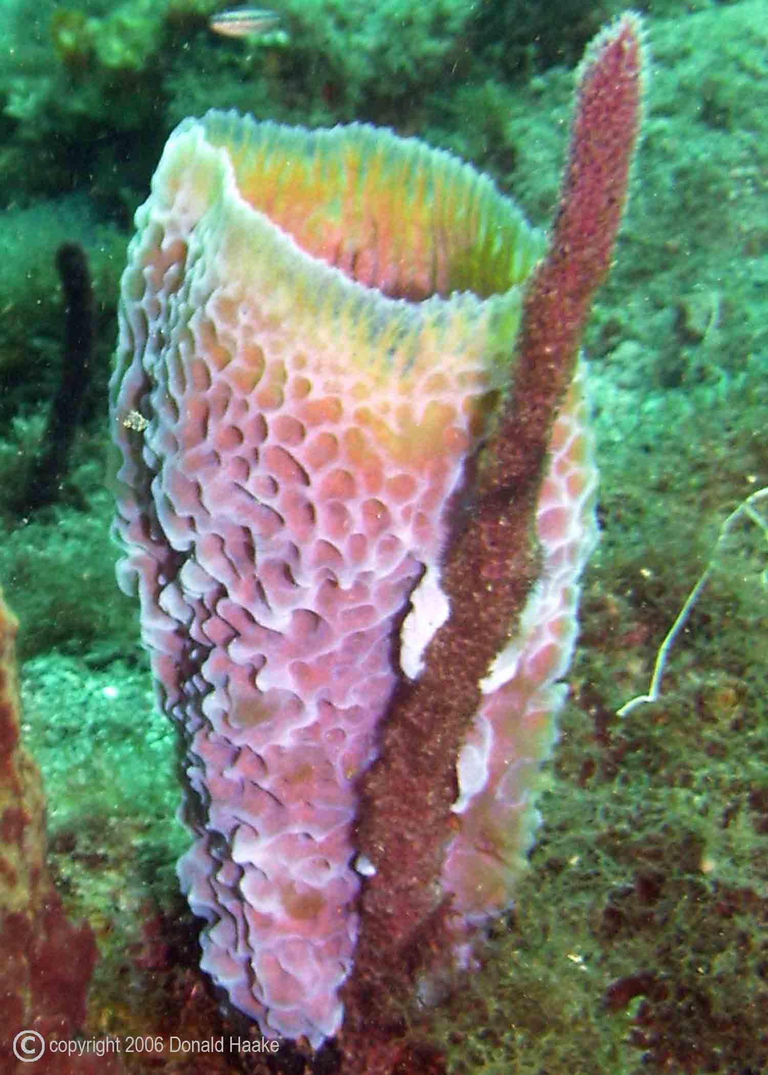 Calcarea Porifera