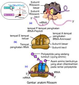 anatomi-ribosom
