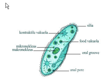 ciri-protozoa