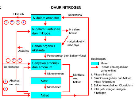 daur-nitrogen
