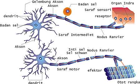 jaringan-saraf