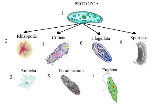 klasifikasi-protozoa