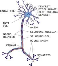 sel-saraf