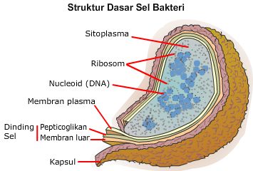 struktur-bakteri1