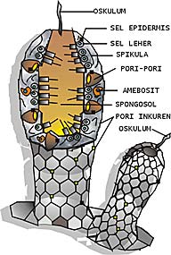 struktur tubuh-porifera