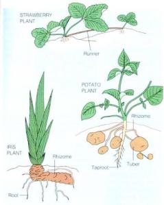 reproduksi-vegetatif
