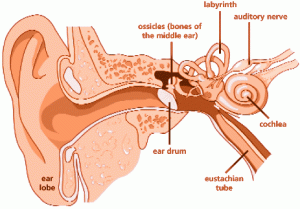 telinga manusia